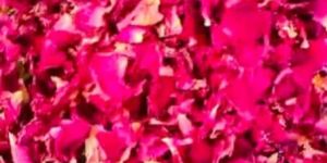 Dry Rose Petals