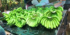 Fresh Green Cavendish Banana