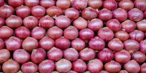 Fresh Red Onion