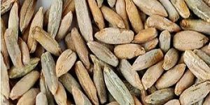 Rye Seeds