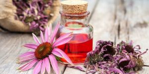 Echinacea Extract