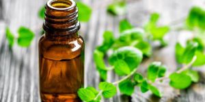 Mentha Essential Oil