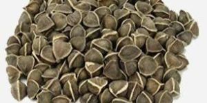 Moringa Seeds without Wings