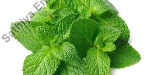 Fresh Mint Leaves
