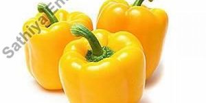 Fresh Yellow Capsicum