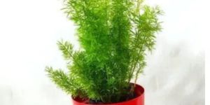 Small Metal Planters