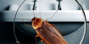 Cockroaches Pest Control