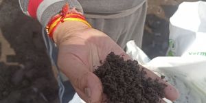 Vermicompost Manure