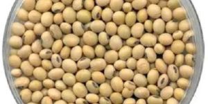 Soybean Seeds