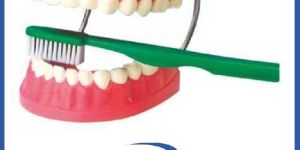 Dental Care Model