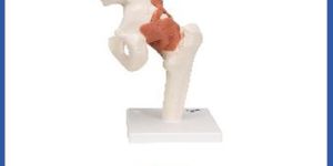 Hip Joint Model