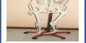 Human Skeleton Stand