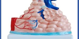 Magnified Pulmonary Alveoli Model
