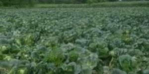 Fresh Cabbage