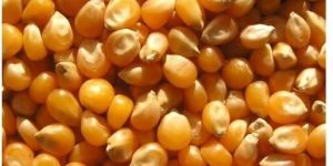 Dried Yellow Maize Seed