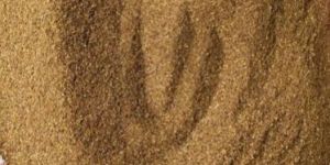 Coffee Husk Powder