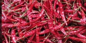 Dry Red Chilli