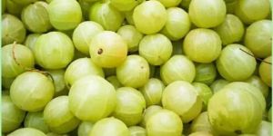 Fresh Green Amla