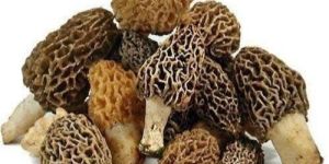 Dried Morel Mushrooms