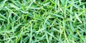 Barmuda Grass(Australian Grass)