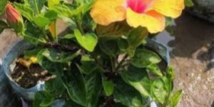 Hibiscus Plant