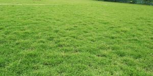 Maxican Carpet Grass