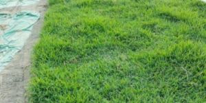 Natural Maxican Grass Mat