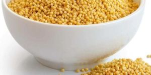 Foxtail Millet