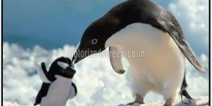 Fixed Frame Narrow Screen