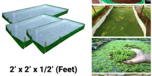 Azolla Growing Bed