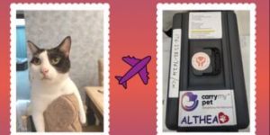 Pet Transportation Services