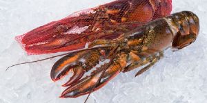 Frozen Lobster