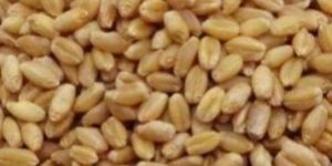 Gom Wheat Grain