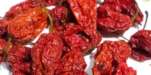Ghost Pepper or King Chilli