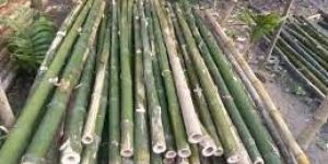 Bamboo Pole