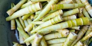 Bamboo Shoots