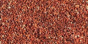 Finger Millet Seeds