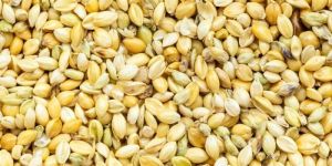 Foxtail Millet Seeds