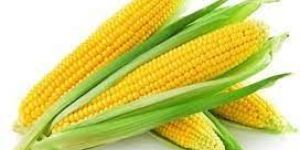 Fresh Corn