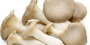 Fresh Oyster Mushroom