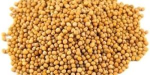 Yellow Mustard Seeds