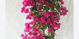 Bougainvillea Plant