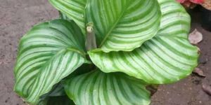 Calathea Orbifolia Plant