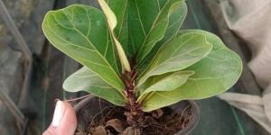 Fiddle Leaf Fig Plant