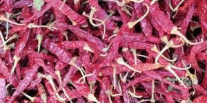 S17 Teja Dry Red Chilli