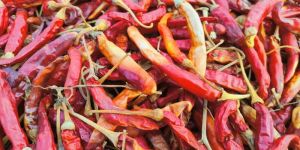 Red Chilli