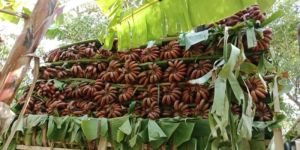 Red Banana