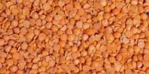 Red Masoor Dal