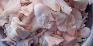 Pink Oyster Mushroom