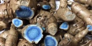 Organic Black Turmeric